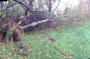 Fallen Tree Fallen Tree